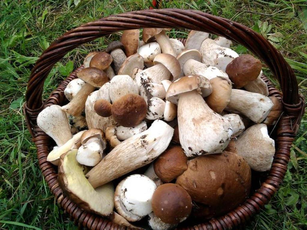 Agro-Tur Domki W Szuwarach Kuty Екстериор снимка
